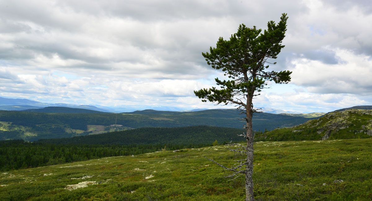 Alle foto: Anders Bryn